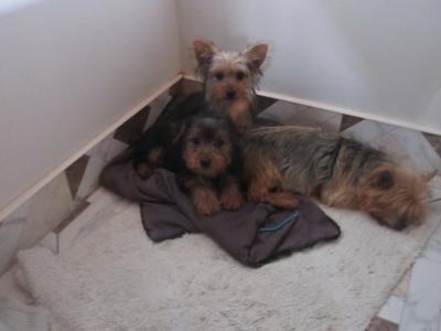 Yorkshire Terrier puppies in Carlow